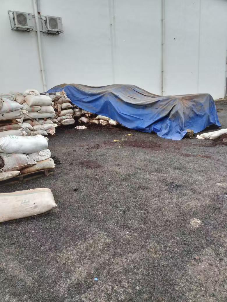 Cocoa beans being sorted